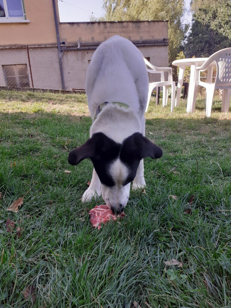 Nourrir son chien sur le Chemin de Compostelle