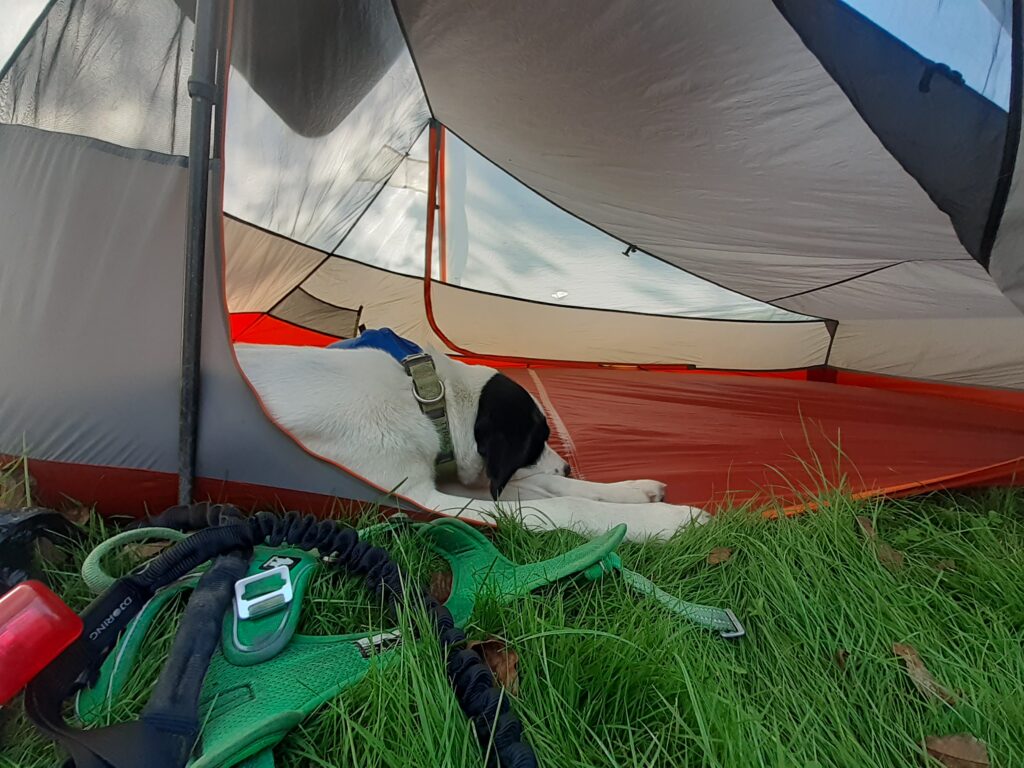 dormir en tente avec son chien